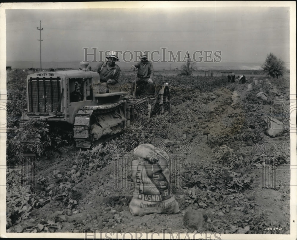1936 Media Photo California Harvest Potato Farmers