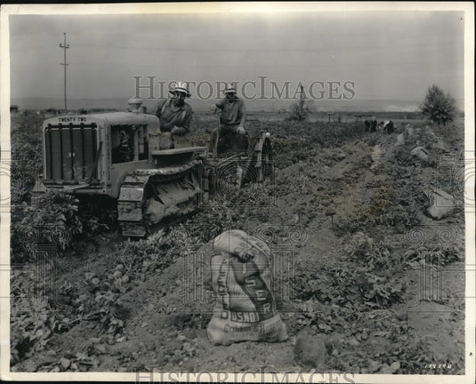 1936 Media Photo California Harvest Potato Farmers