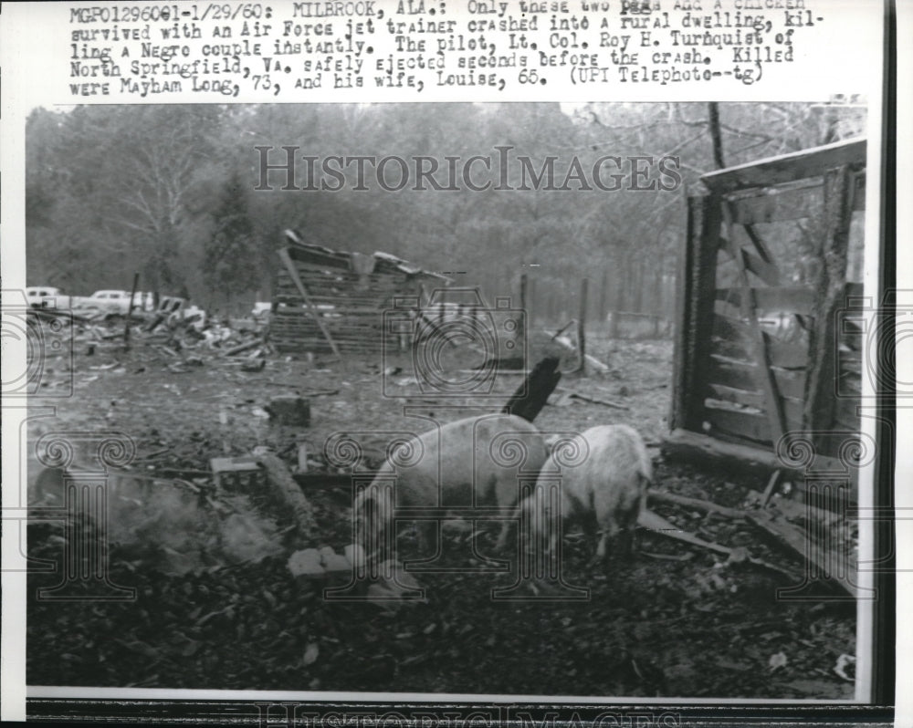 1960 Media Photo Pigs Exploring Area After Jet Crash