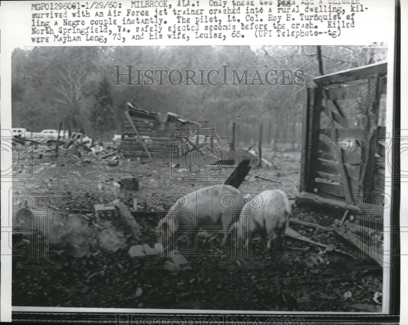 Load image into Gallery viewer, 1960 Media Photo Pigs Exploring Area After Jet Crash
