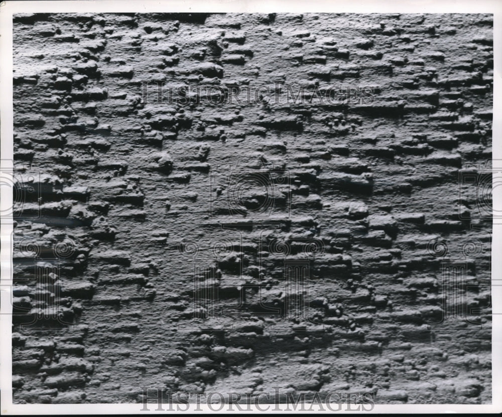 1954 Media Photo soil sheltered from erosion