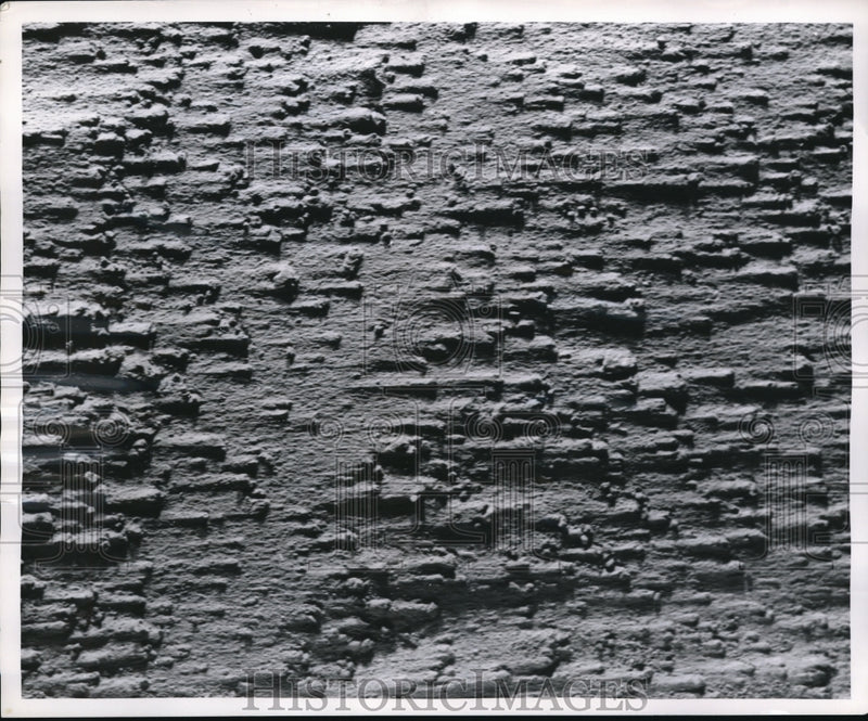 Load image into Gallery viewer, 1954 Media Photo soil sheltered from erosion
