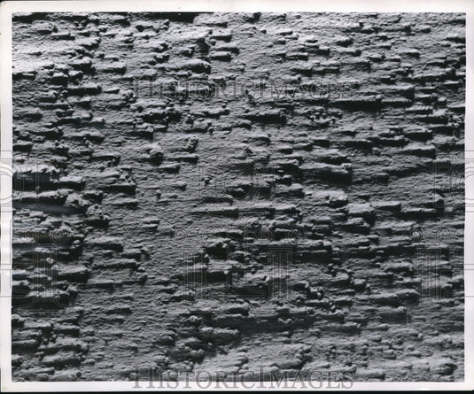 1954 Media Photo soil sheltered from erosion