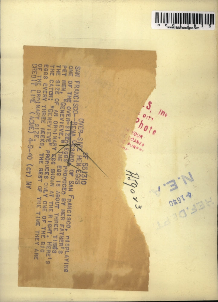 1940 Media Photo Rena Cesano with over-sized eggs from father's hen Genevieve