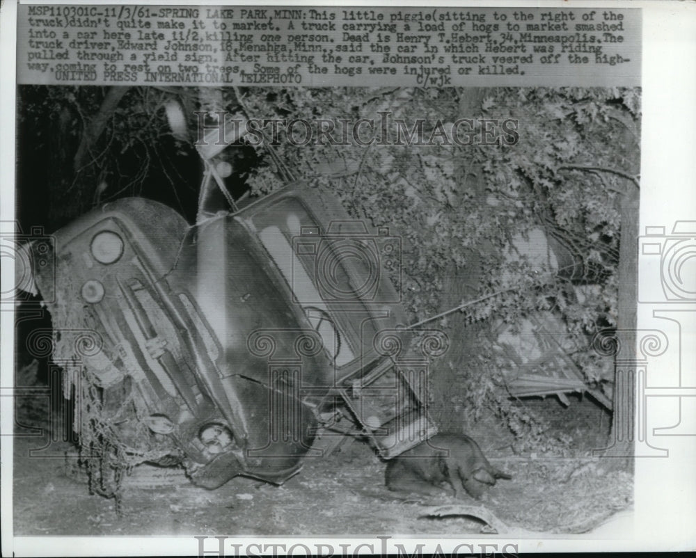 1961 Press Photo Spring Lake Park Minn truck carrying load of hogs- Historic Images