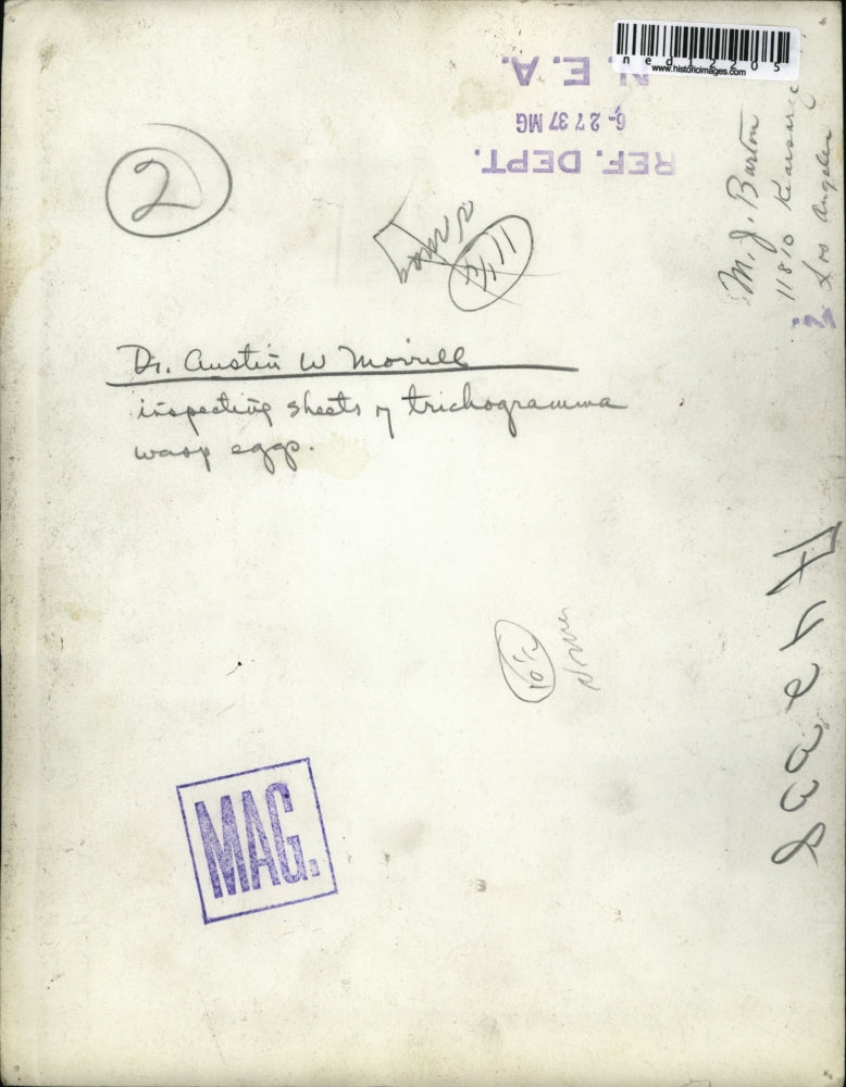 1937 Media Photo Dr. Austine Morrill inspecting sheets of trichogramma wasp eggs