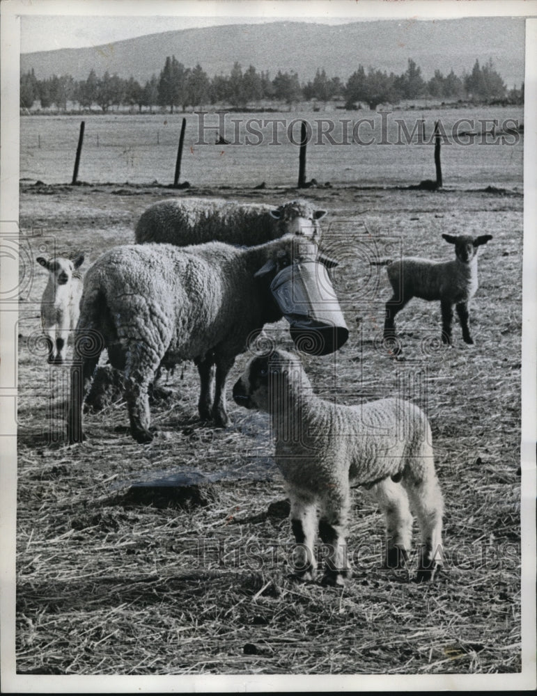 Load image into Gallery viewer, 1958 Media Photo Ewe gets its head stuck in a bucket

