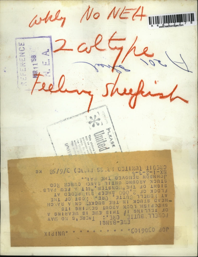 1958 Media Photo Ewe gets its head stuck in a bucket