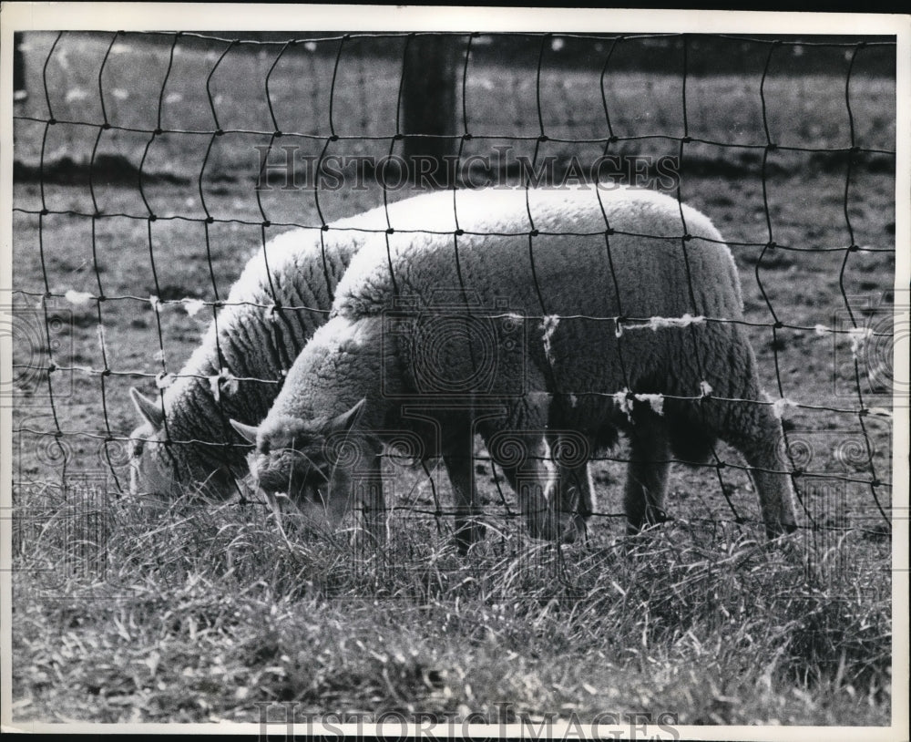1969 Media Photo The sheep enjoys the last grass before winter
