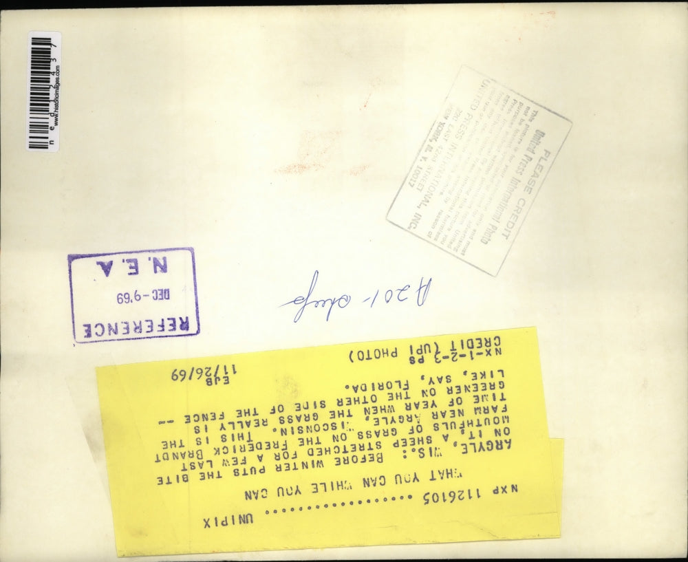 1969 Media Photo The sheep enjoys the last grass before winter