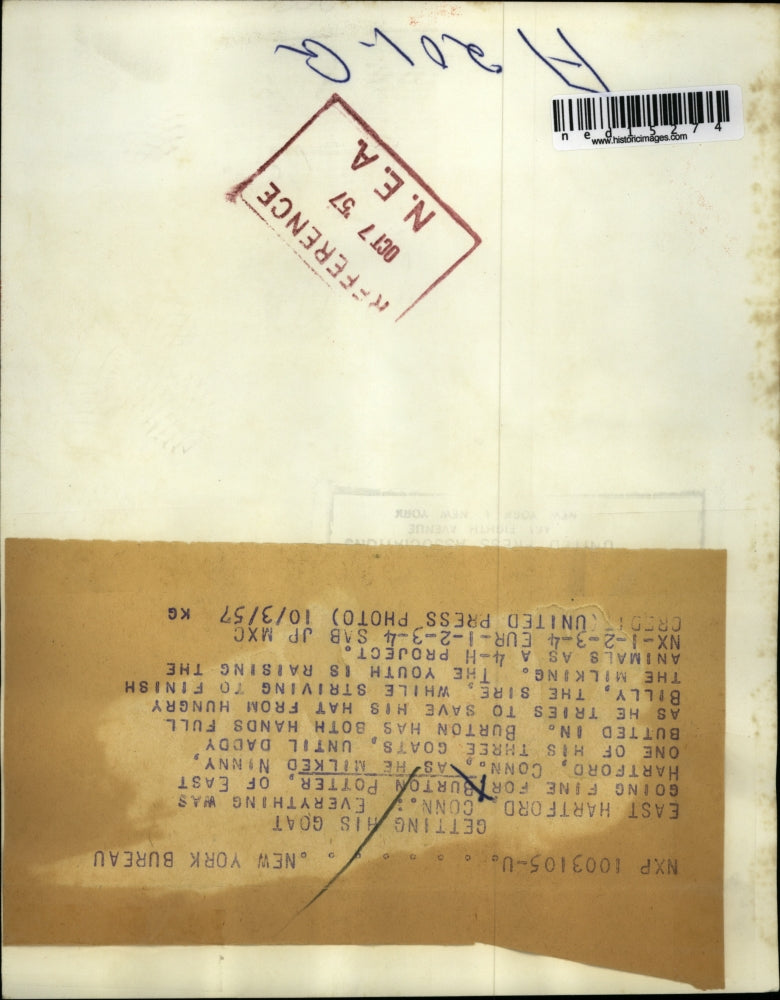 1957 Media Photo Burton Potter Milks Goat While Trying To Save Hat