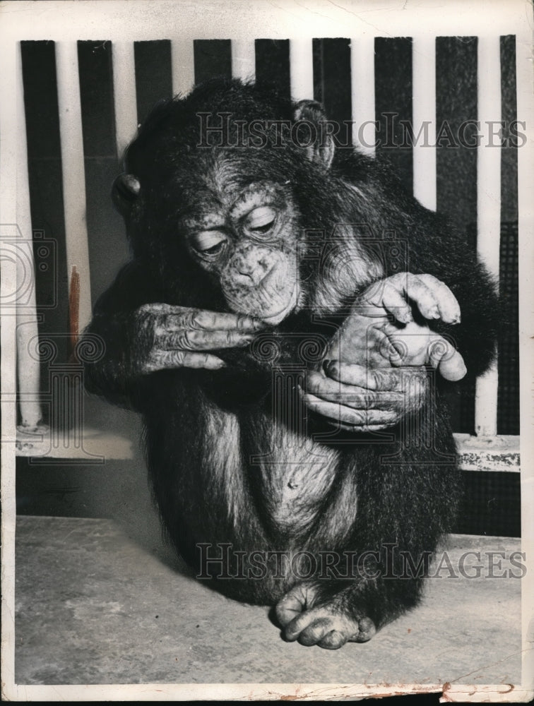 Load image into Gallery viewer, 1948 Media Photo Wash DC a chimpanzee in the zoo
