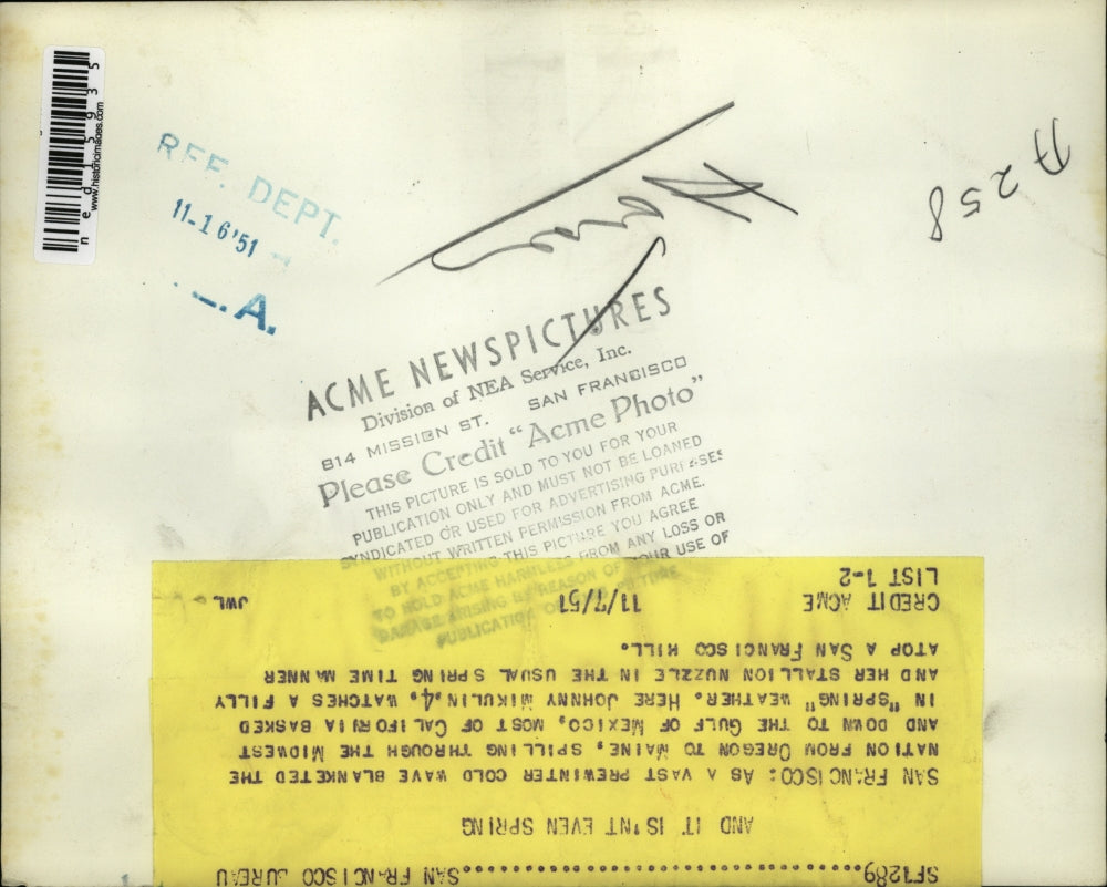 1951 Media Photo Johnny Mikulin watches a filly and her stallion enjoy weather