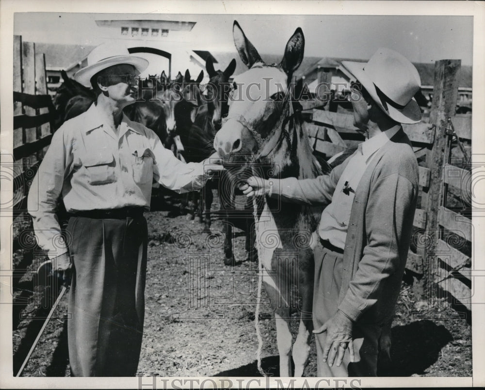 1952 Media Photo Trader Fred Owen & Tim Marcellan with a mule at market