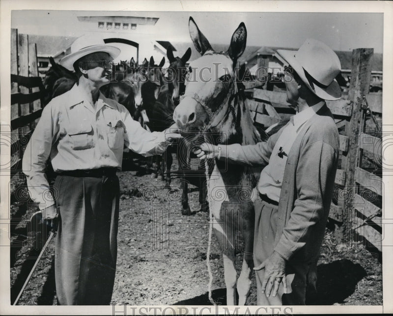 Load image into Gallery viewer, 1952 Media Photo Trader Fred Owen &amp; Tim Marcellan with a mule at market
