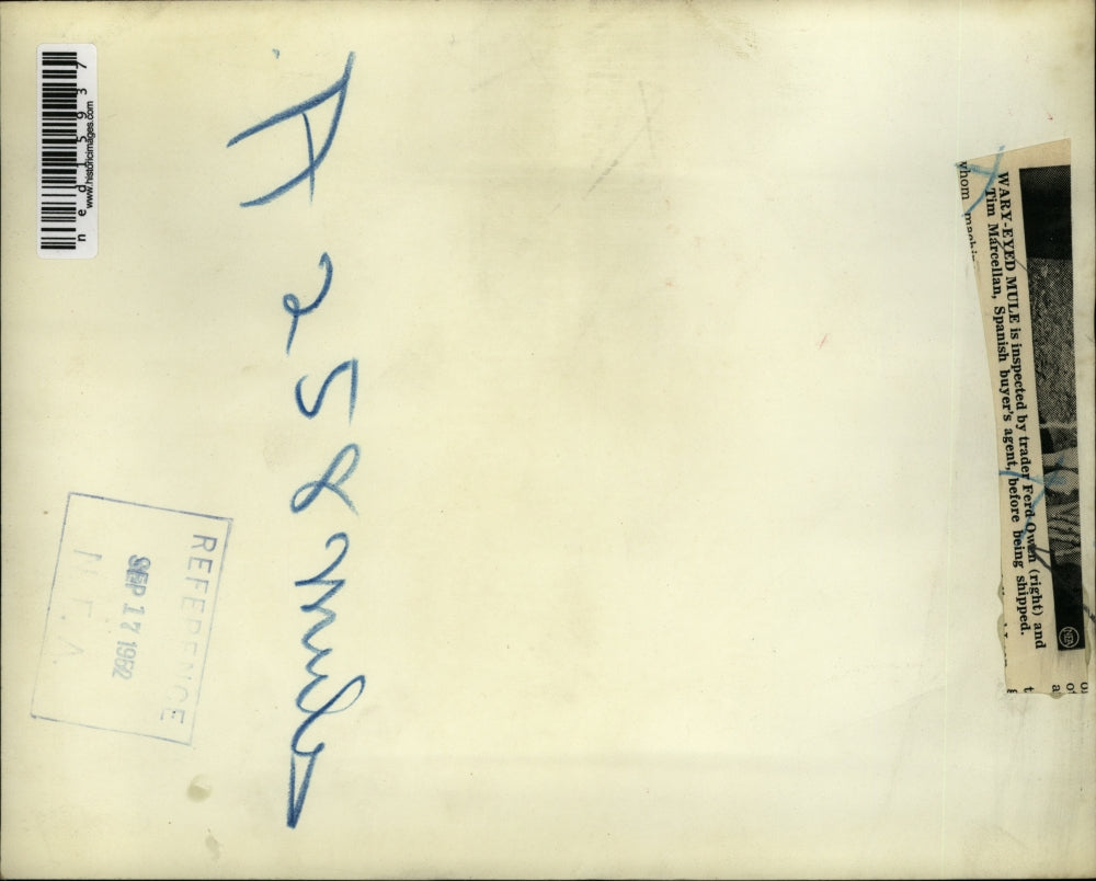 1952 Media Photo Trader Fred Owen & Tim Marcellan with a mule at market