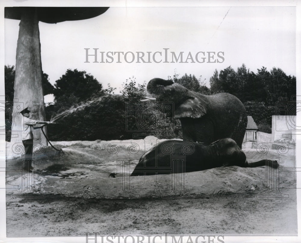 1956 Media Photo London Zoo Buck Jones spraying elephant