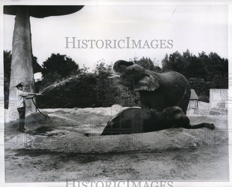 Load image into Gallery viewer, 1956 Media Photo London Zoo Buck Jones spraying elephant

