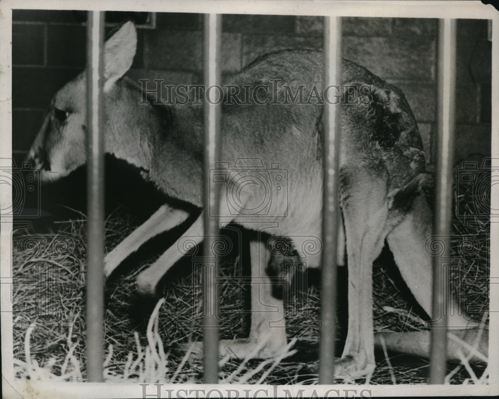 1938 Media Photo Jigger the Kangaroo in Washington DC