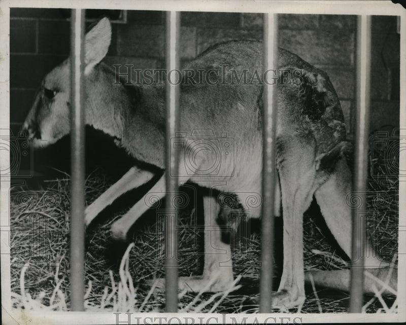 Load image into Gallery viewer, 1938 Media Photo Jigger the Kangaroo in Washington DC

