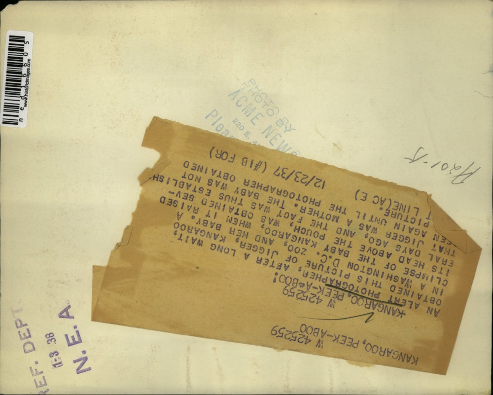 1938 Media Photo Jigger the Kangaroo in Washington DC