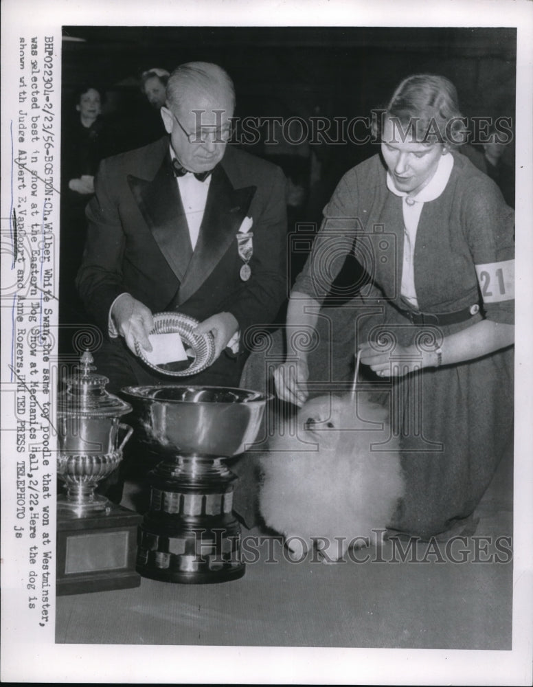 1956 Press Photo Boston Ch Wilber White Swan that won at Westminster was Best