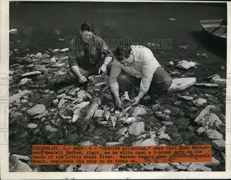 Load image into Gallery viewer, 1946 Press Photo Cinncinati Ohio Fish Mgt R Rhodes &amp; H Brand check poisoned carp

