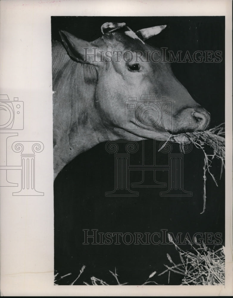 1948 Press Photo COw eating Bladderpod a poisonous weed