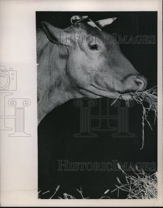 1948 Press Photo COw eating Bladderpod a poisonous weed