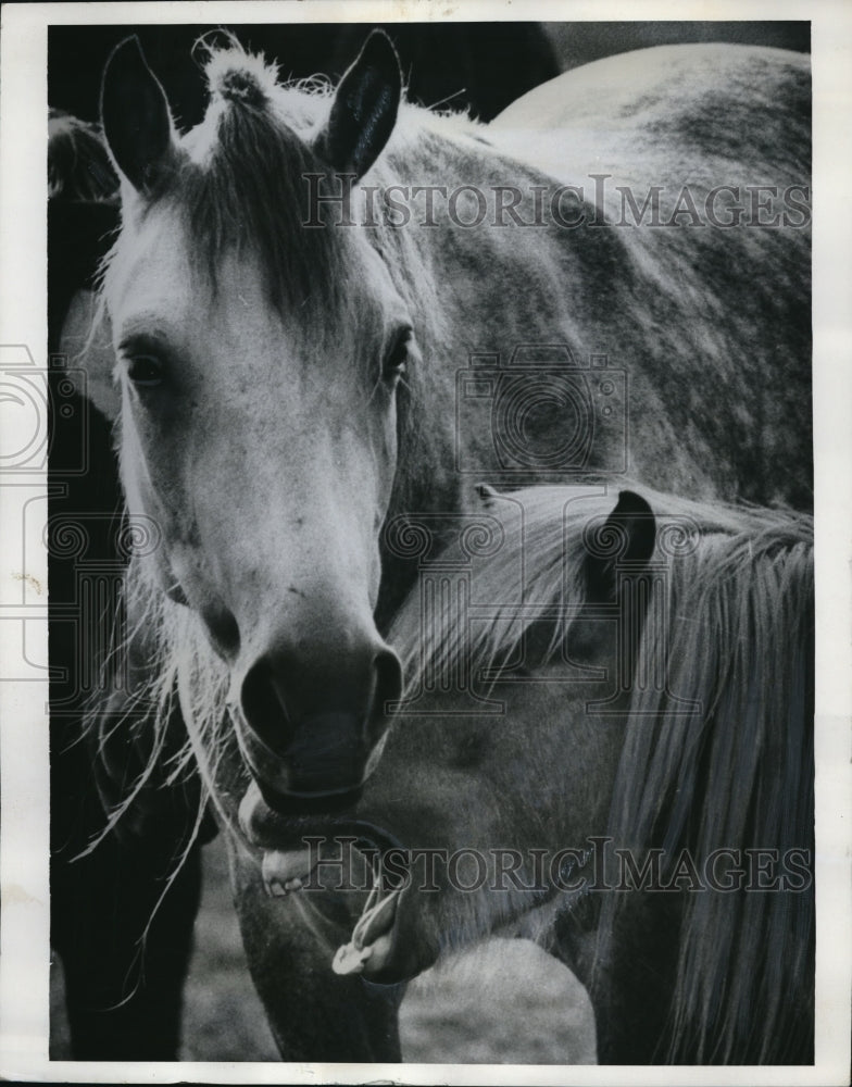 Load image into Gallery viewer, 1970 Press Photo Raleigh NC A mare &amp; her colt in a meadow
