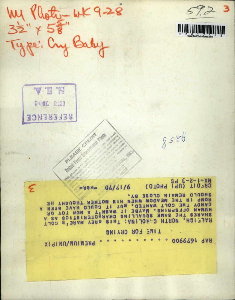 1970 Press Photo Raleigh NC A mare & her colt in a meadow