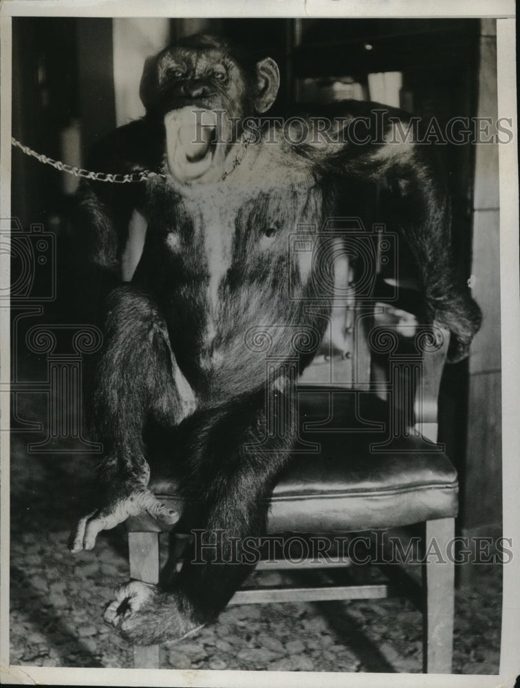 1934 Press Photo Chimp owned by JE Pepin in Calif