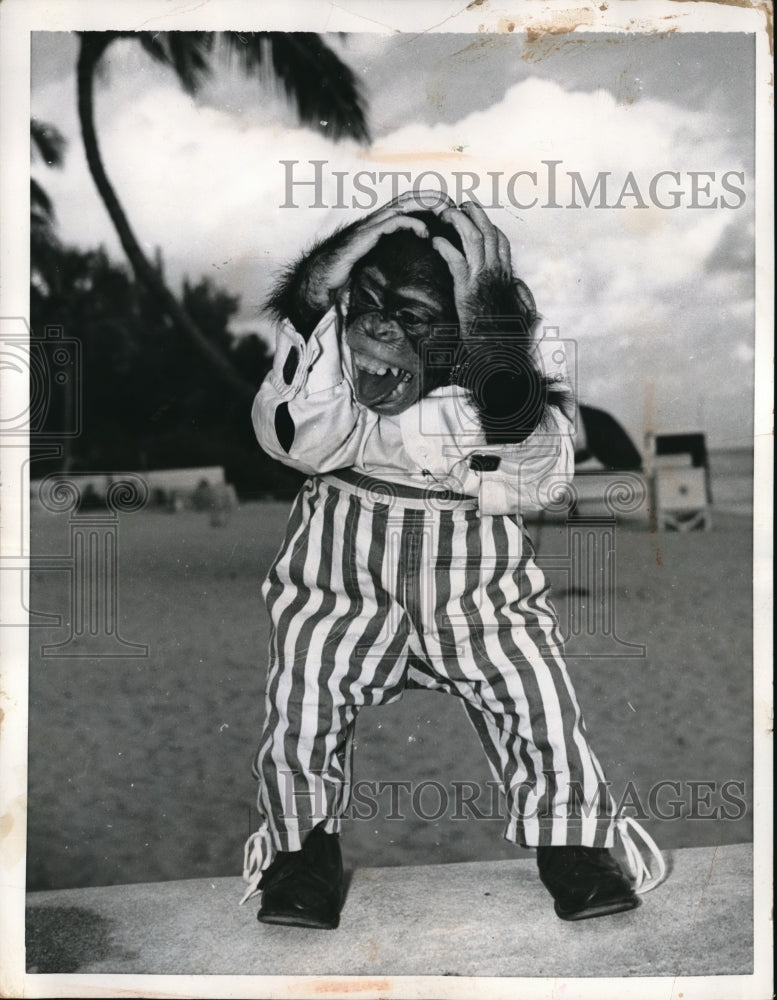 1956 Press Photo Miami Beach Fla Cocomo Jr the chomp at the beach - ned19224