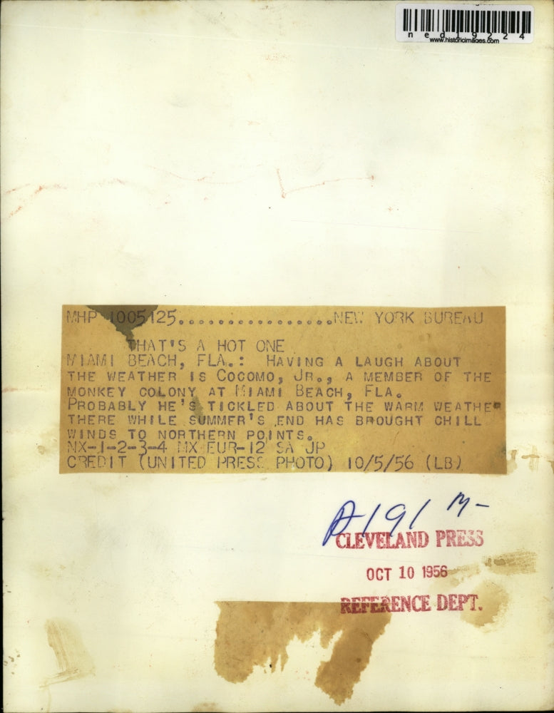 1956 Press Photo Miami Beach Fla Cocomo Jr the chomp at the beach - ned19224