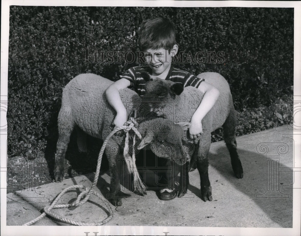 1955 Press Photo Pat Pannet pick up little lambs that fell off the truck