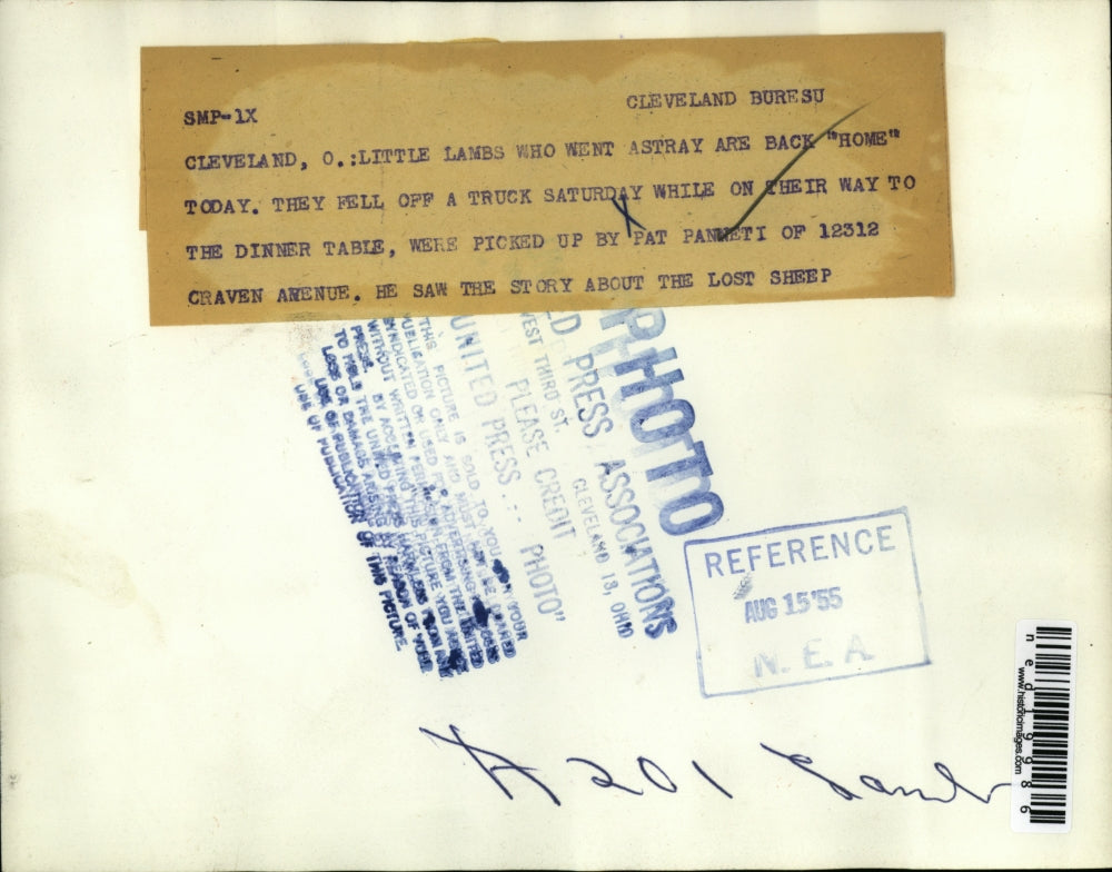 1955 Press Photo Pat Pannet pick up little lambs that fell off the truck