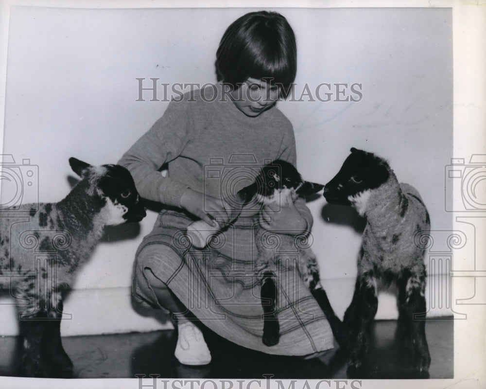 1958 Press Photo Linda Penswick with his three little lambs - ned19989