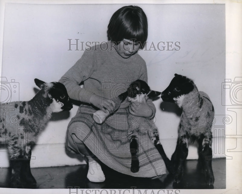 Load image into Gallery viewer, 1958 Press Photo Linda Penswick with his three little lambs - ned19989

