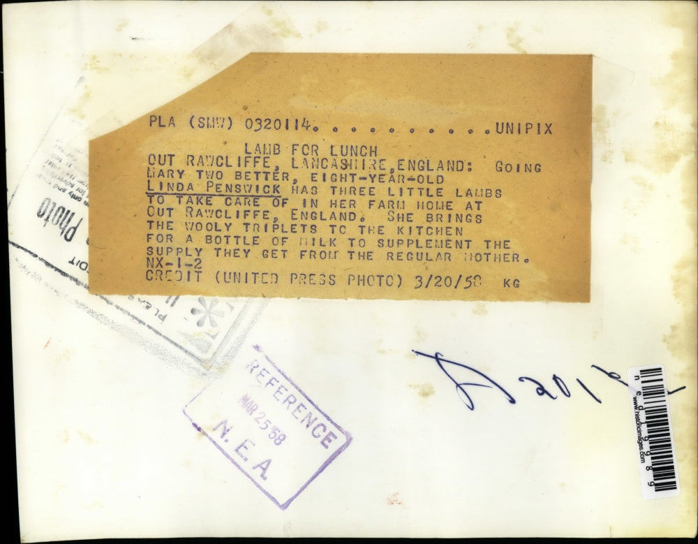 1958 Press Photo Linda Penswick with his three little lambs - ned19989