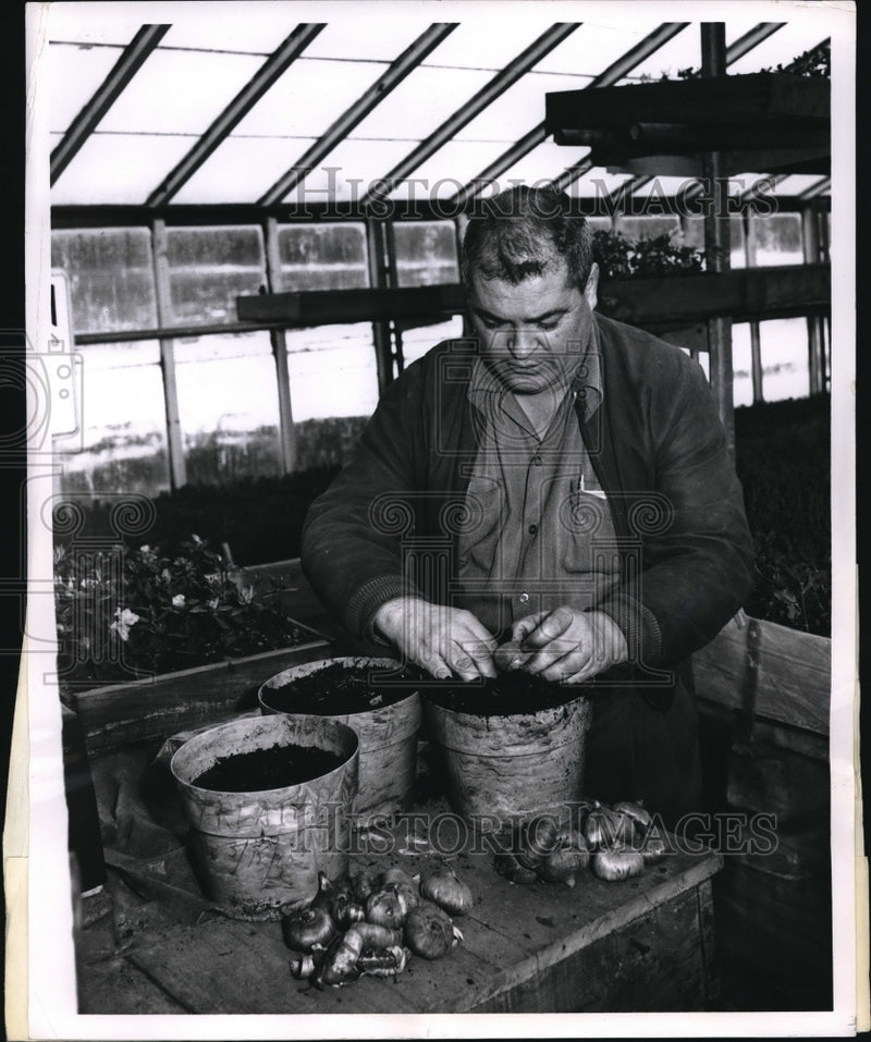 Load image into Gallery viewer, 1962 Press Photo Philip Square Plants Experimental Bulbs To Be Grown
