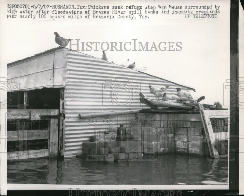 Load image into Gallery viewer, 1957 Press Photo Rosharon Tex chickens on roofs to avoid floodwaters
