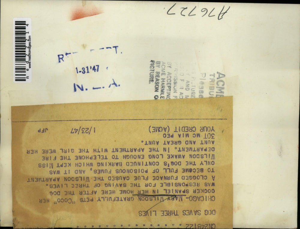 1947 Press Photo Mary Wilsdon Saved From Carbon Monoxide by Cocker Spaniel Coco