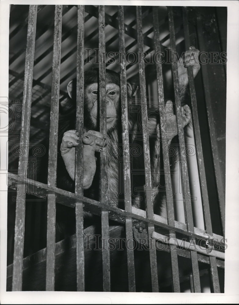 1953 Press Photo Monkey In A Cage