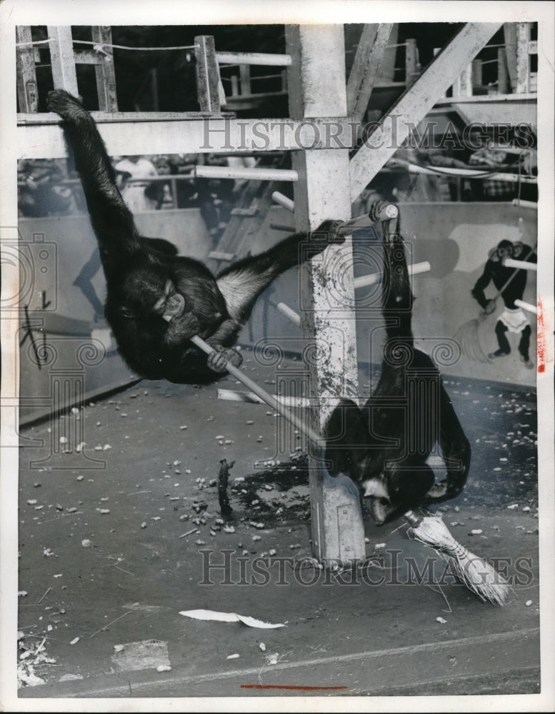 1956 Press Photo Brookfield Illinois Two Chimps Fight Over Broom Children Zoo