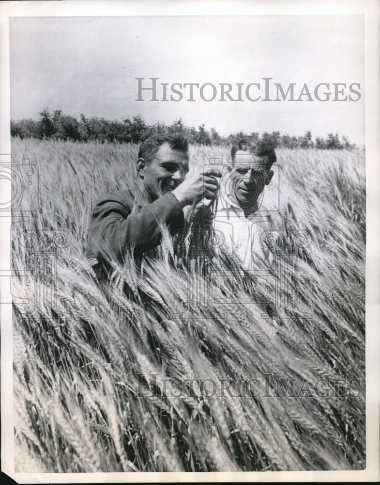 1951 Press Photo Moscow USSR Postoyenko & A Borisenko harvest grain