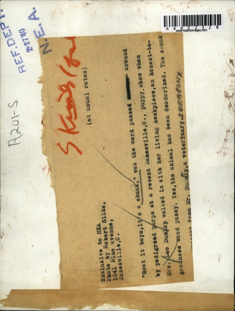 1940 Press Photo Mrs. Leo Dunlap with Living Skunk Neckpiece.