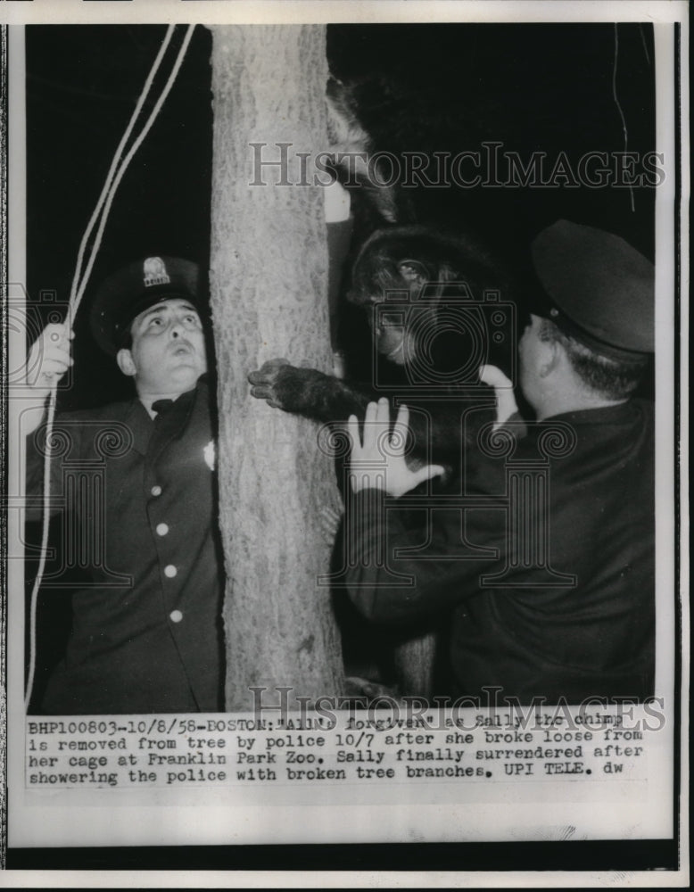 Load image into Gallery viewer, 1958 Press Photo BostonSally Chimpanzee Removed From Tree Police Franklin Zoo
