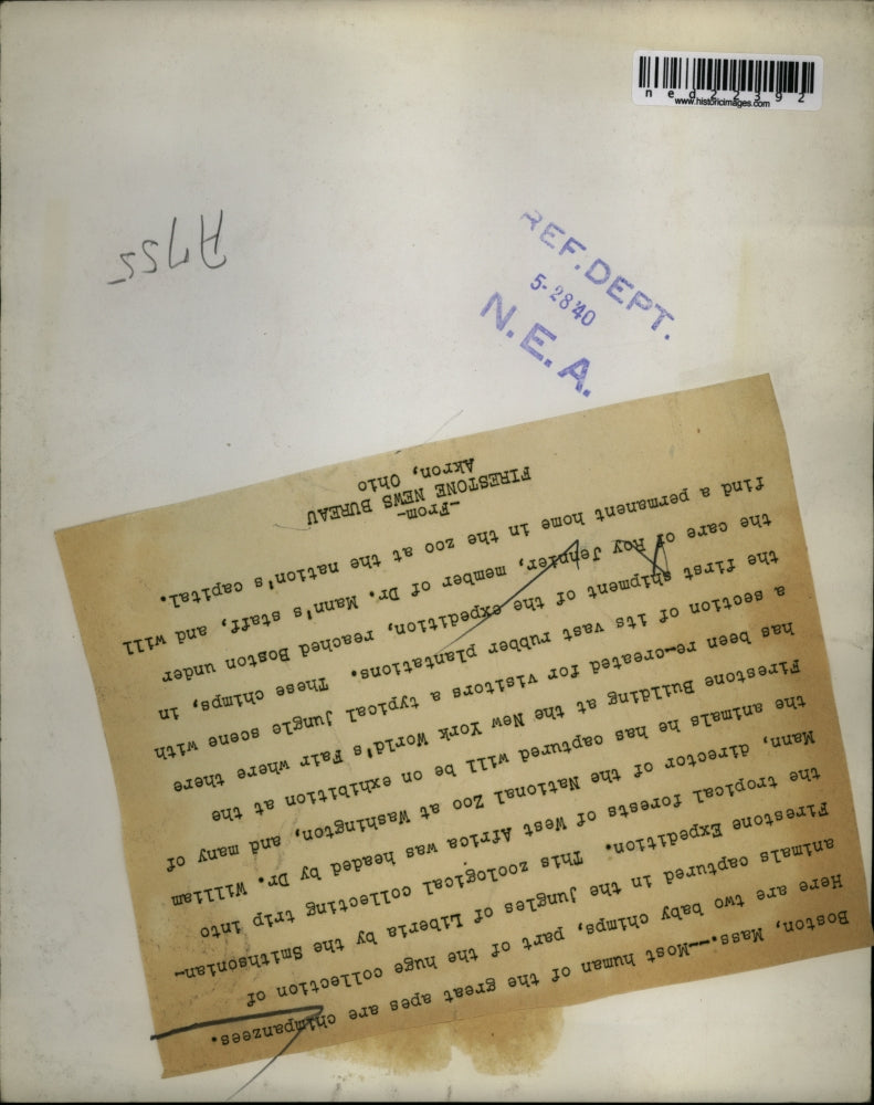 1940 Press Photo these chimps in the first shipment of expedition reached Boston