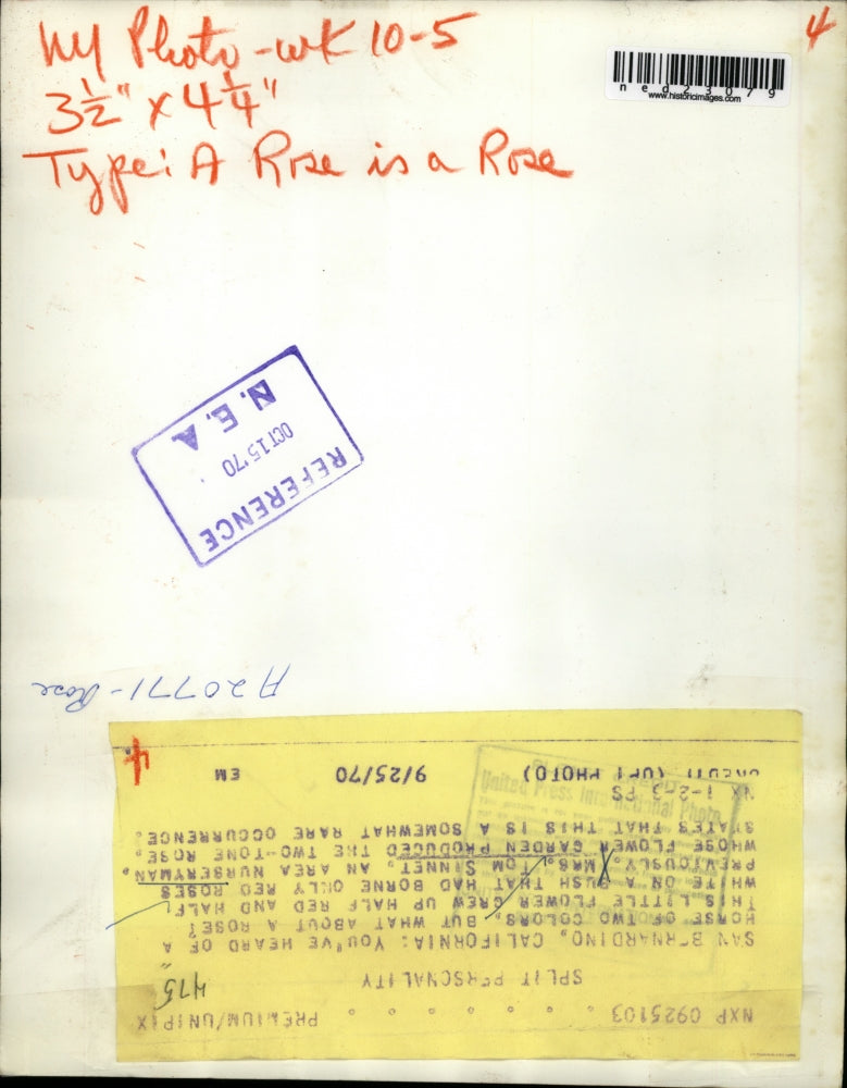 1970 Press Photo Mrs Tom Sinnet San Bernadino California Bi Colored Rose Garden