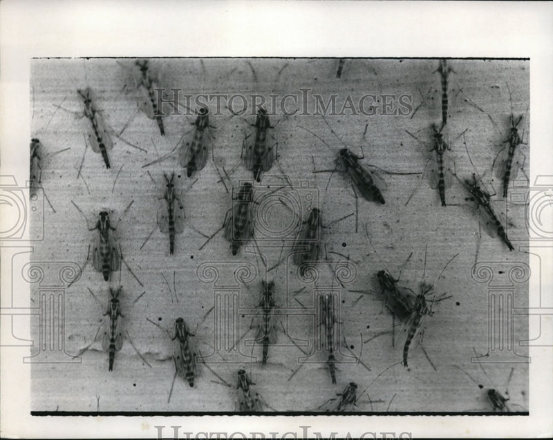 Load image into Gallery viewer, 1972 Press Photo Mayfly Shadfly Ephemeroptera Flying Insect Palaeoptera
